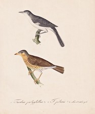 mockingbird Spottdrossel