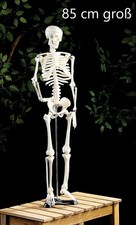 NEU Anatomie Skelett Ständer