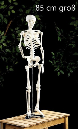Neu anatomie skelett ständer - anatomie,