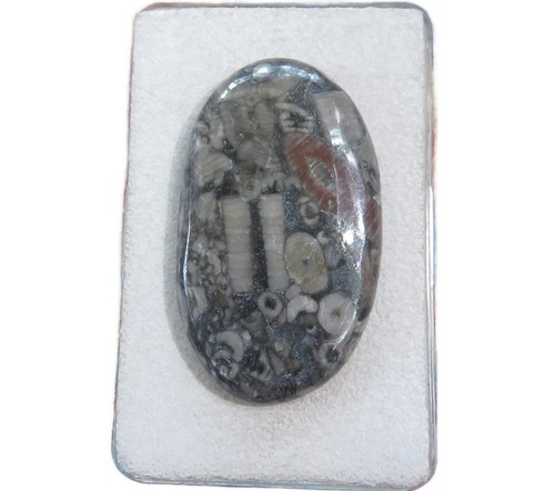 Crinoid versteinerung cabochon - versteinerung,