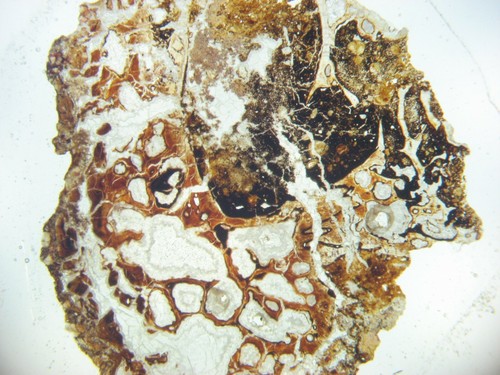 Perm fossil dünnschnitt - fossil,