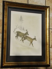 B ä r, Willy; Rehwild im