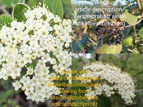 Wolliger schneeball viburnum - wolliger, schneeball,