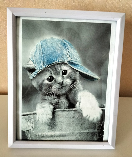 Gerahmtes bild katze kitten - katze,
