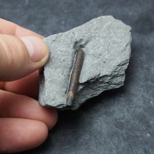 Belemnite Neoclavibelus cf