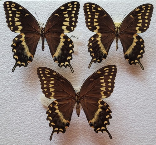 Papilio palamedes - ,