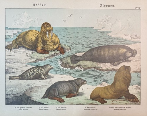 Antike grafik fauna robben - antike,