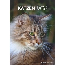 Katzen - Kalender 2026