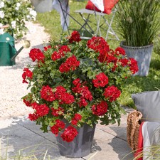 Geranie 'Medio Gabry Red'