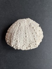 cf. Tripneustes parkinsoni