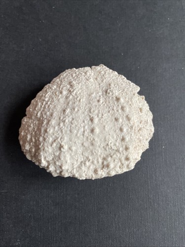 Tripneustes parkinsoni - cf.,