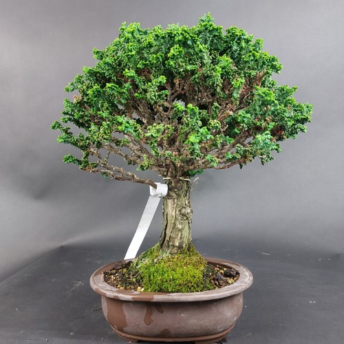 Bonsai scheinzypresse - bonsai,