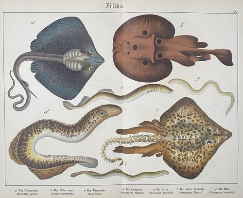 Antike grafik fauna fische - grafik, fauna: