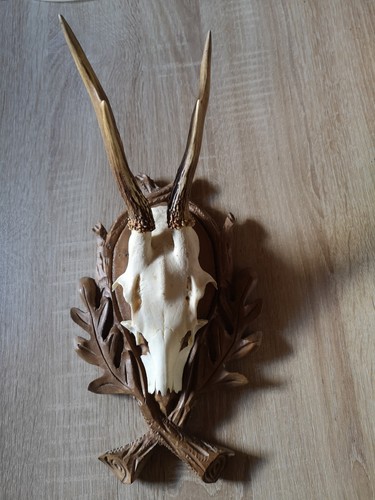 Rehbock gehörn rehgeweih - gehörn,