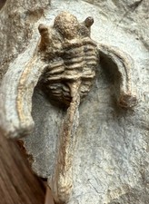 Trilobit Trilobite Cyphaspis