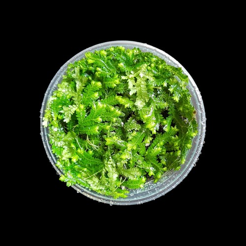 Selaginella serpens moosfarn - selaginella, serpens,
