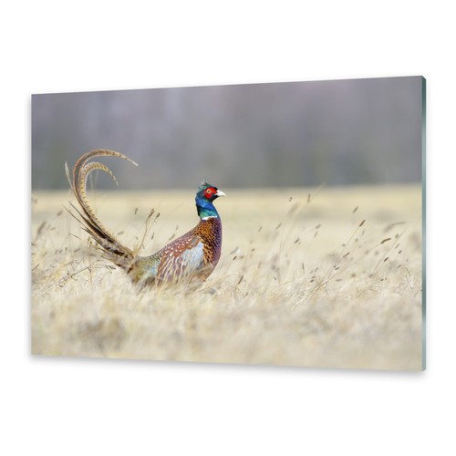Glasbilder wandbild druck auf - glasbilder,