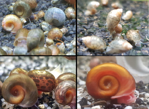 Aquarium schnecken mix - schnecken,