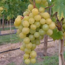 Frumoasa alba pilzfeste Weinrebe helle Weintraube aus Moldawien im 9 cm Topf 