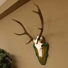 Rothirschgeweih 8 ender Hirsch