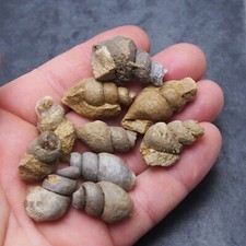 10 Pcs Gastropod  Bivalve