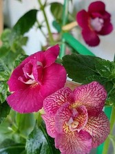 Pretty Imported Achimenes