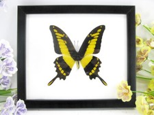 King Swallowtail  echter