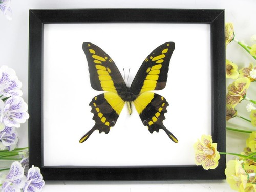 King swallowtail echter - swallowtail,