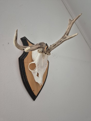 Abnormes rehgehörn geweih - rehgehörn,