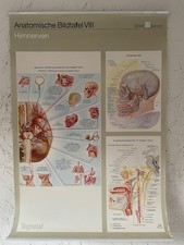 Anatomische Bildtafel Hirnnerven 8 von 9  Poster70 x 50 cm Geigi Service TOP