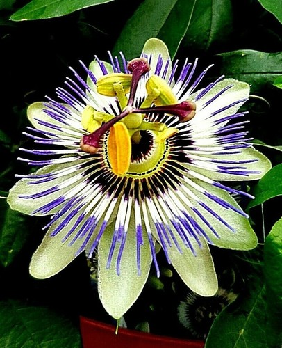 Maracuja passionsfrucht gelb - maracuja,