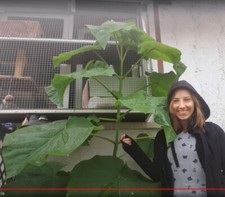 Blauglockenbaum Pflanze für die Wohnung drinnen Zimmerpflanze groß pflegeleicht