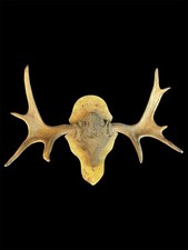 Elchgeweih 9 Ender Kein