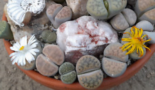 50 Samen Seeds lebende Steine MIX - Lithops MIX , Conophytum