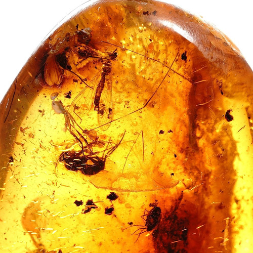 Baltischer bernstein fossil - bernstein,