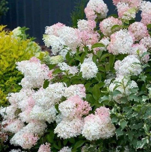 Hortensie phantom - hortensie,