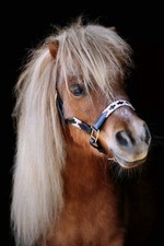 Lederhalfter Winny Leder Halfter Polo  Minishetty Mini Shetty Minipony Leder TY