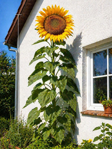 8000800 riesen sonnenblume xxl - 8000800,