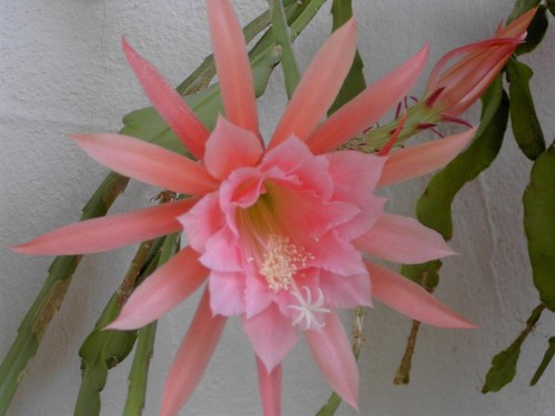 Epiphyllum blattkaktus no - -, 'no