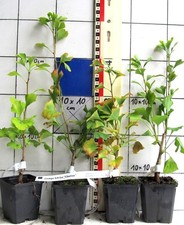 Ginkgo biloba "Obelisk",   schmale kompakte neuere Sorte