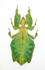 Leaf Insect -Phylliidae