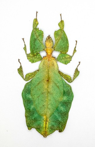 Leaf insect phylliidae - leaf, -phylliidae
