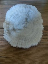 Halomitra pileus Südsee