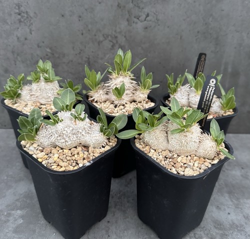 Pachypodium brevicaule