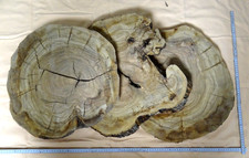 Olivenholz baumscheibe tisch - baumscheibe,