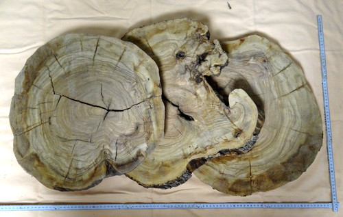 Olivenholz baumscheibe tisch - olivenholz,