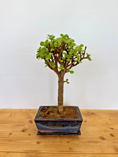 Zimmerbonsai bonsai jadebaum - zimmerbonsai,