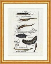 Köcherwurm Wattwurm Schuppenwurm Ringelwürmer Meereswürmer Buffon 347 Gerahmt