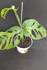 Monstera Adansonii Aurea Variegata - Top Pflanze (No SYNGONIUM/ No Philodendro) 