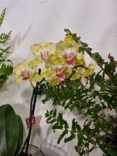 Orchidee Phal. KES08 Fuller's Sunset  Pelosch Warmversand 